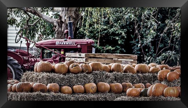Pumpkin Harvest. Framed Print by Angela Aird
