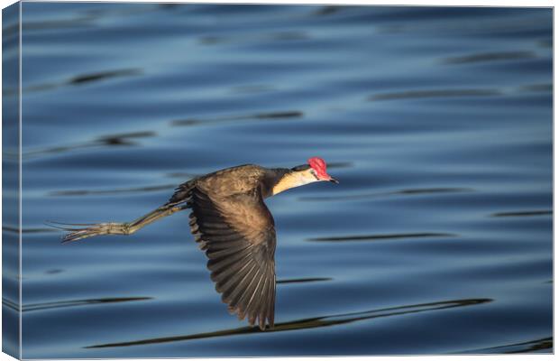 Jacana in Flight Canvas Print by Pete Evans