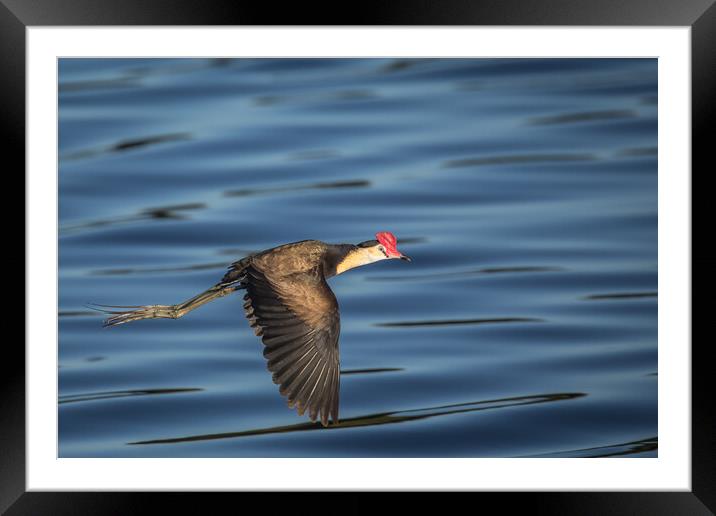 Jacana in Flight Framed Mounted Print by Pete Evans
