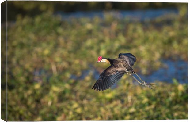 A Jacana about to land on a pond full of weeds Canvas Print by Pete Evans