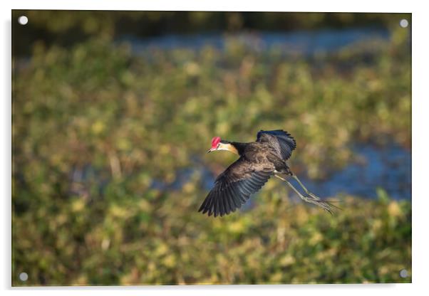 A Jacana about to land on a pond full of weeds Acrylic by Pete Evans