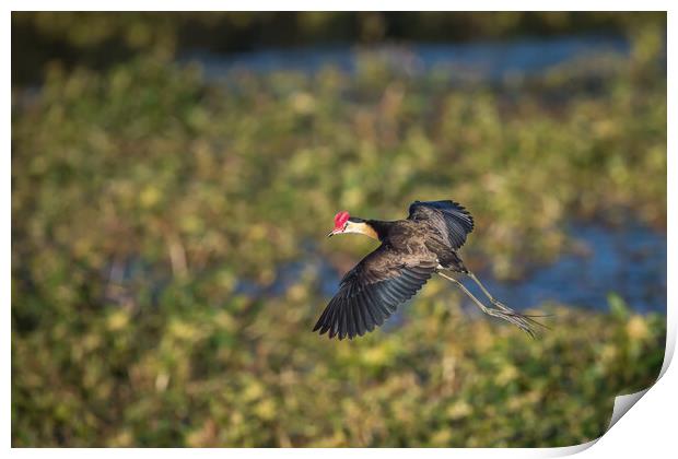 A Jacana about to land on a pond full of weeds Print by Pete Evans