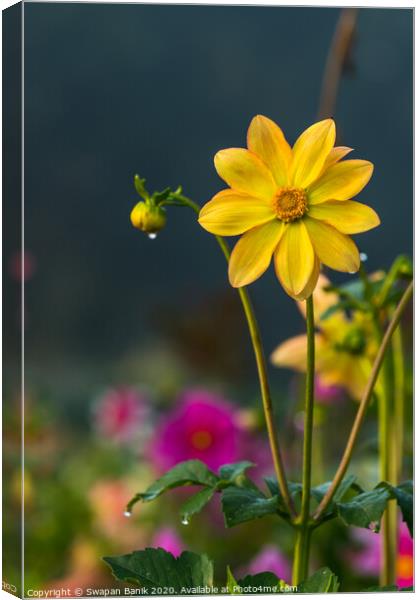 Yellow colored Dahlia coccinea with morning dew on petals Canvas Print by Swapan Banik