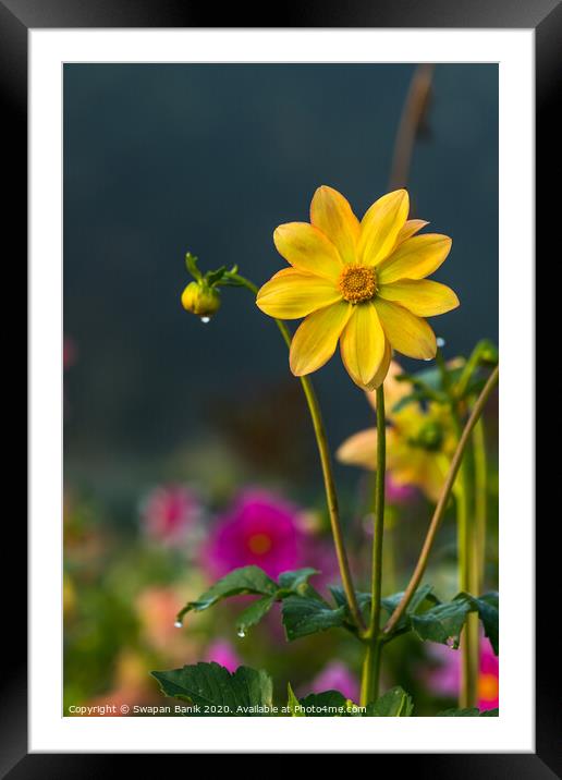 Yellow colored Dahlia coccinea with morning dew on petals Framed Mounted Print by Swapan Banik