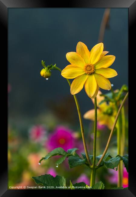 Yellow colored Dahlia coccinea with morning dew on petals Framed Print by Swapan Banik