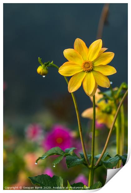 Yellow colored Dahlia coccinea with morning dew on petals Print by Swapan Banik