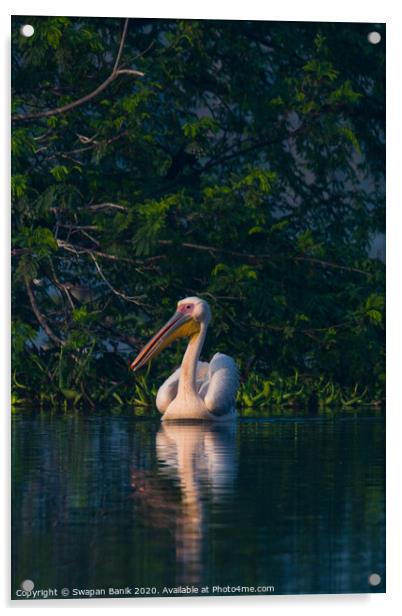 Great white pelican swimming Acrylic by Swapan Banik