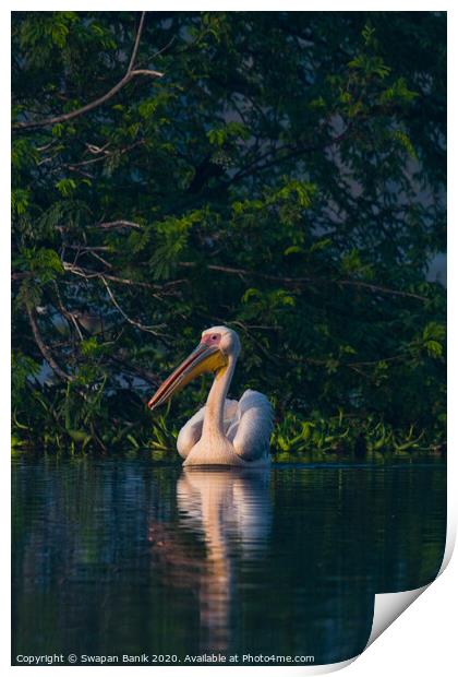 Great white pelican swimming Print by Swapan Banik