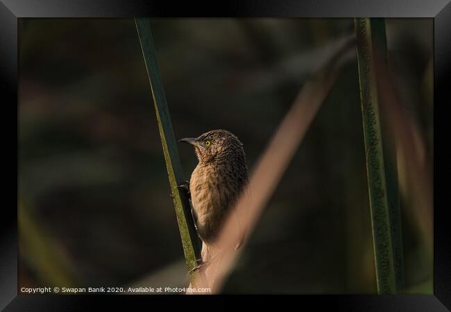 Striated Babbler perched  Framed Print by Swapan Banik