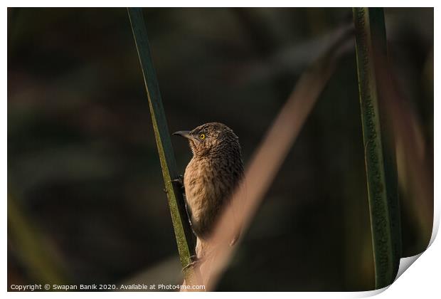Striated Babbler perched  Print by Swapan Banik
