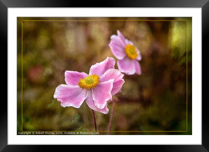 Japanese Anemone Framed Mounted Print by Robert Murray