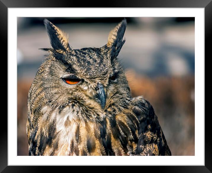 Brown owl closeup. Framed Mounted Print by Mikhail Pogosov