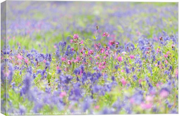 Bluebells and Red Campion Canvas Print by Heidi Stewart
