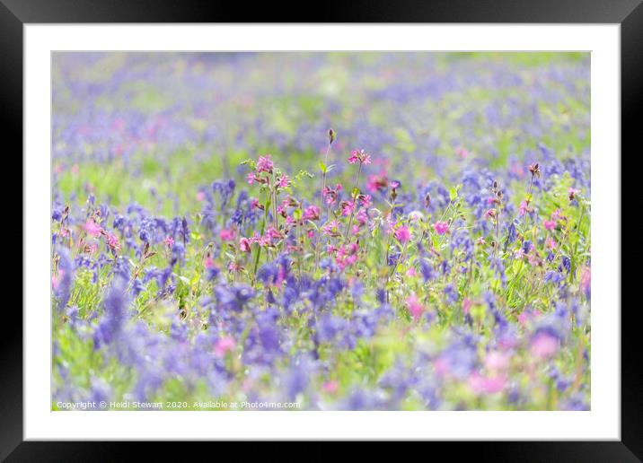 Bluebells and Red Campion Framed Mounted Print by Heidi Stewart
