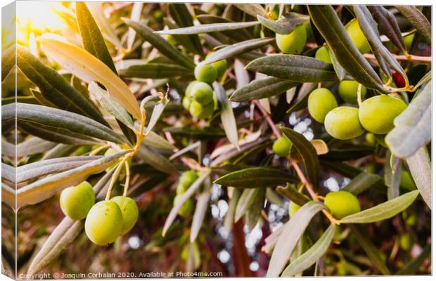 Olive branches full of the fruit of the tree. Canvas Print by Joaquin Corbalan