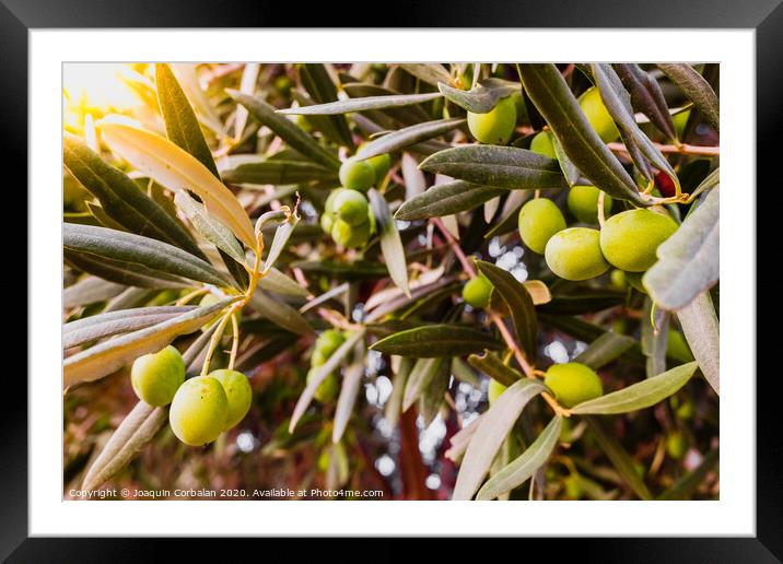 Olive branches full of the fruit of the tree. Framed Mounted Print by Joaquin Corbalan