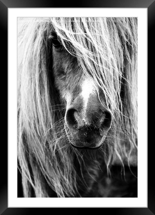 Shetland Pony Portrait Framed Mounted Print by Anne Macdonald
