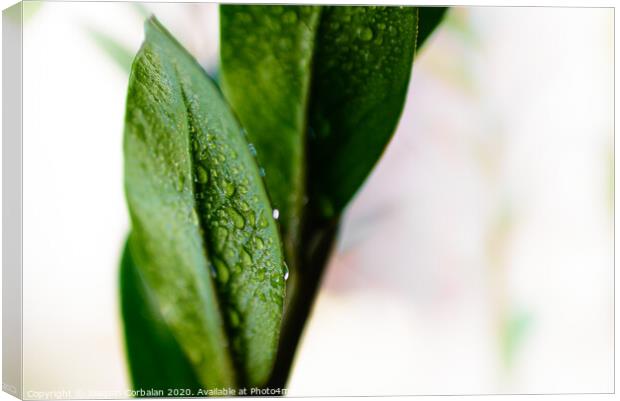 Macro detail of a few refreshing drops of water on the green leaves of a houseplant. Canvas Print by Joaquin Corbalan