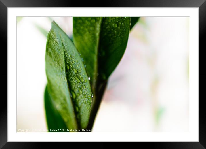 Macro detail of a few refreshing drops of water on the green leaves of a houseplant. Framed Mounted Print by Joaquin Corbalan