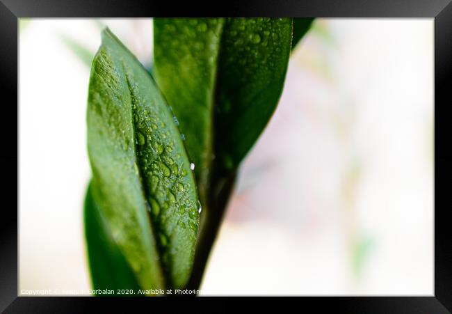 Macro detail of a few refreshing drops of water on the green leaves of a houseplant. Framed Print by Joaquin Corbalan