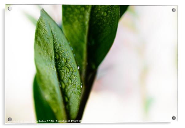 Macro detail of a few refreshing drops of water on the green leaves of a houseplant. Acrylic by Joaquin Corbalan