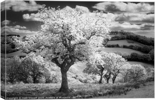 Trees in Infrared Canvas Print by Heidi Stewart