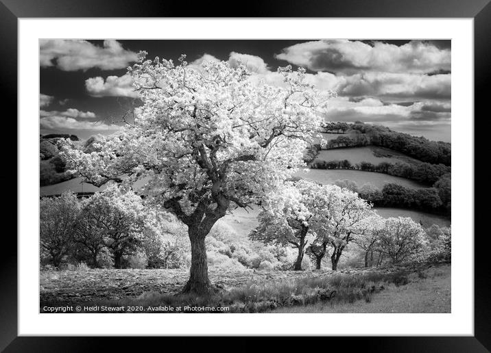 Trees in Infrared Framed Mounted Print by Heidi Stewart