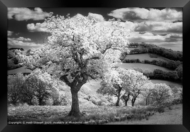 Trees in Infrared Framed Print by Heidi Stewart