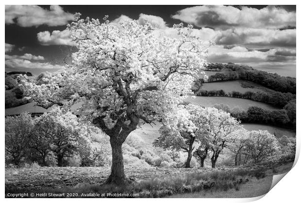 Trees in Infrared Print by Heidi Stewart