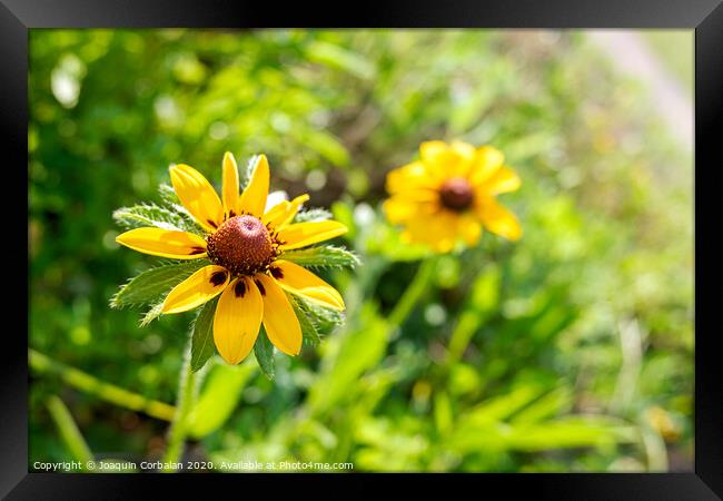 Detail of a beautiful yellow flower with silky petals and unfocused background. Framed Print by Joaquin Corbalan