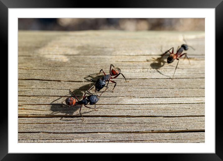 Macro of several queen ants looking for a mate to make a nest. Framed Mounted Print by Joaquin Corbalan