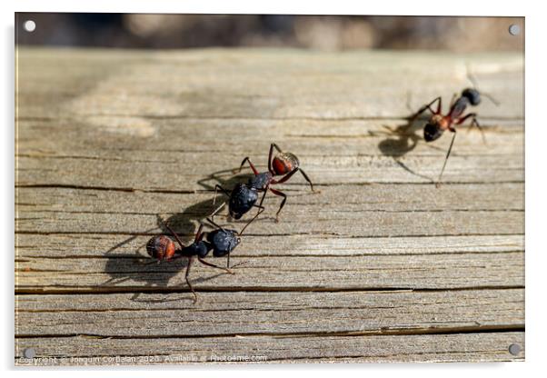 Macro of several queen ants looking for a mate to make a nest. Acrylic by Joaquin Corbalan