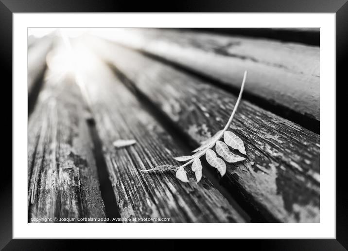 Black and white image of a fallen leaf on the boards of a park bench, with a background with blurred vanishing lines. Framed Mounted Print by Joaquin Corbalan