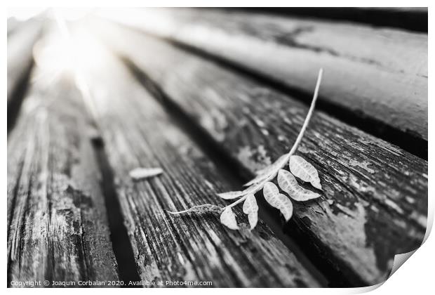 Black and white image of a fallen leaf on the boards of a park bench, with a background with blurred vanishing lines. Print by Joaquin Corbalan
