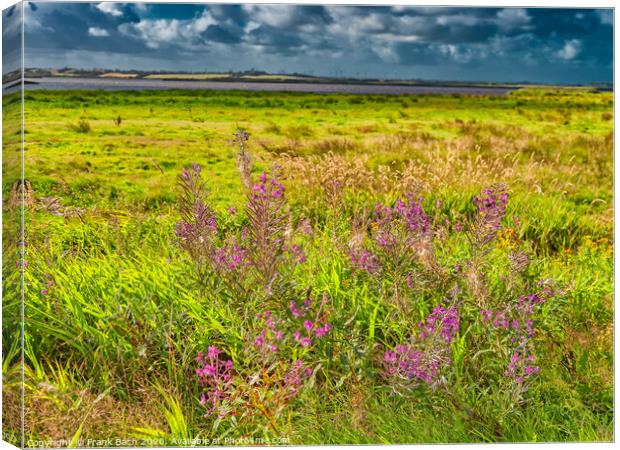 Wild Fireweed plants in the Skjern enge meadows, Denmark Canvas Print by Frank Bach