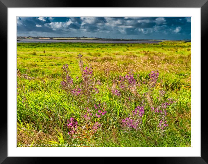 Wild Fireweed plants in the Skjern enge meadows, Denmark Framed Mounted Print by Frank Bach
