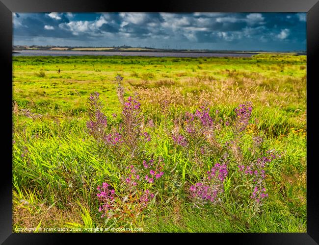 Wild Fireweed plants in the Skjern enge meadows, Denmark Framed Print by Frank Bach