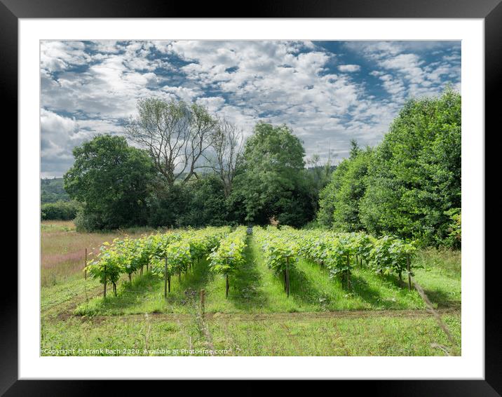Small Danish vineyard near Vingsted and Vejle, Denmark Framed Mounted Print by Frank Bach