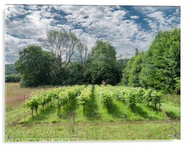 Small Danish vineyard near Vingsted and Vejle, Denmark Acrylic by Frank Bach