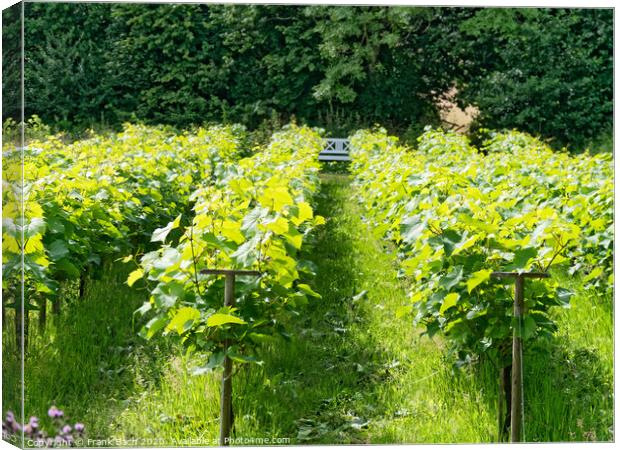Small Danish vineyard near Vingsted and Vejle, Denmark Canvas Print by Frank Bach