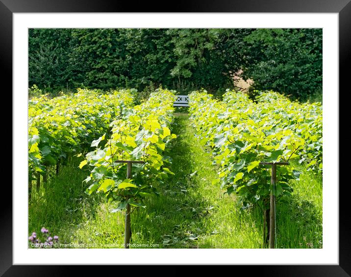 Small Danish vineyard near Vingsted and Vejle, Denmark Framed Mounted Print by Frank Bach