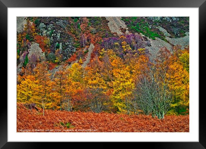 Natures Autumn Colours Framed Mounted Print by Martyn Arnold