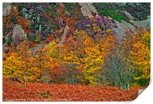 Natures Autumn Colours Print by Martyn Arnold