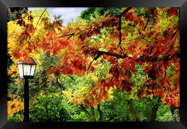 Autumn Oak Framed Print by Elaine Manley