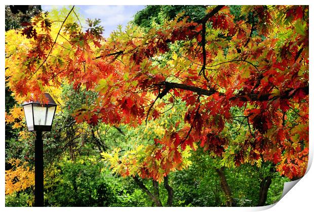 Autumn Oak Print by Elaine Manley