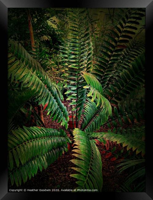 Tropical Leaves - Cycads Framed Print by Heather Goodwin