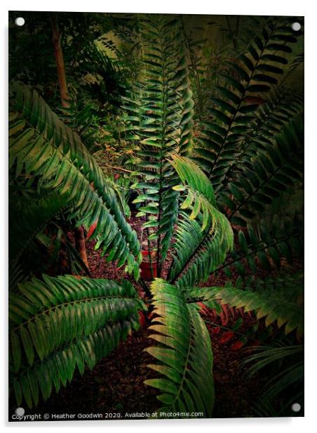 Tropical Leaves - Cycads Acrylic by Heather Goodwin
