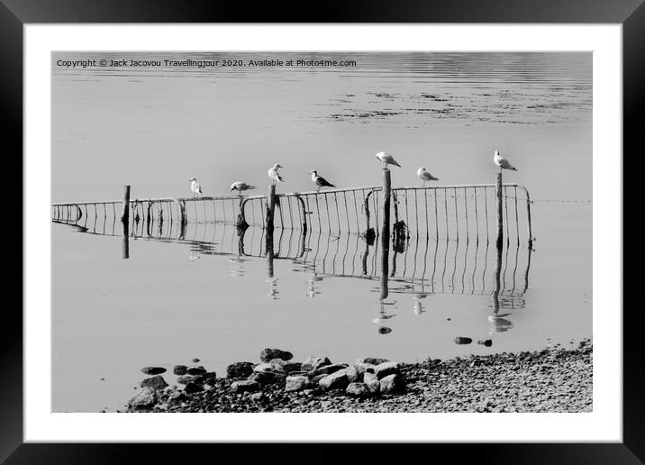 seagul pearch  Framed Mounted Print by Jack Jacovou Travellingjour