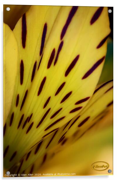 Alstroemeria Acrylic by Glen Allen