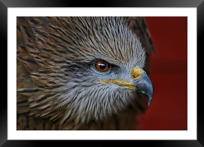 Indian Black Kite Framed Mounted Print by Richie Fairlamb